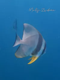 Ronde vleermuisvis [Platax orbicularis]